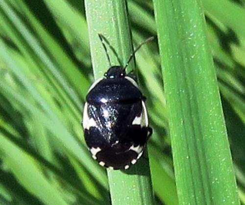 Tritomegas sexmaculatus